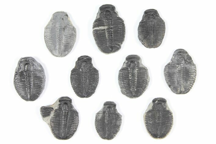 Lot: / Elrathia Trilobite Molt Fossils - Pieces #92058